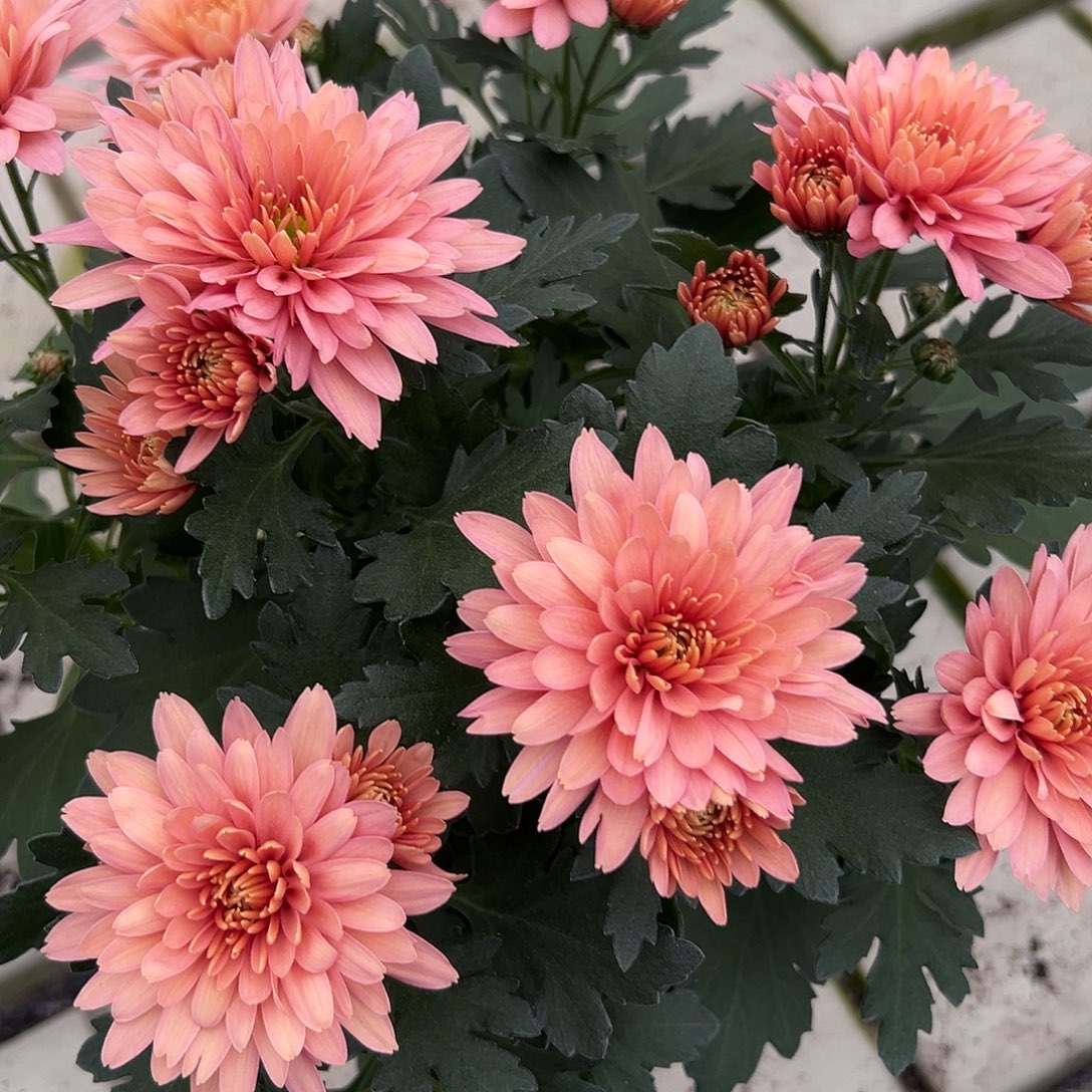 大部分花苞少量开放古典橙