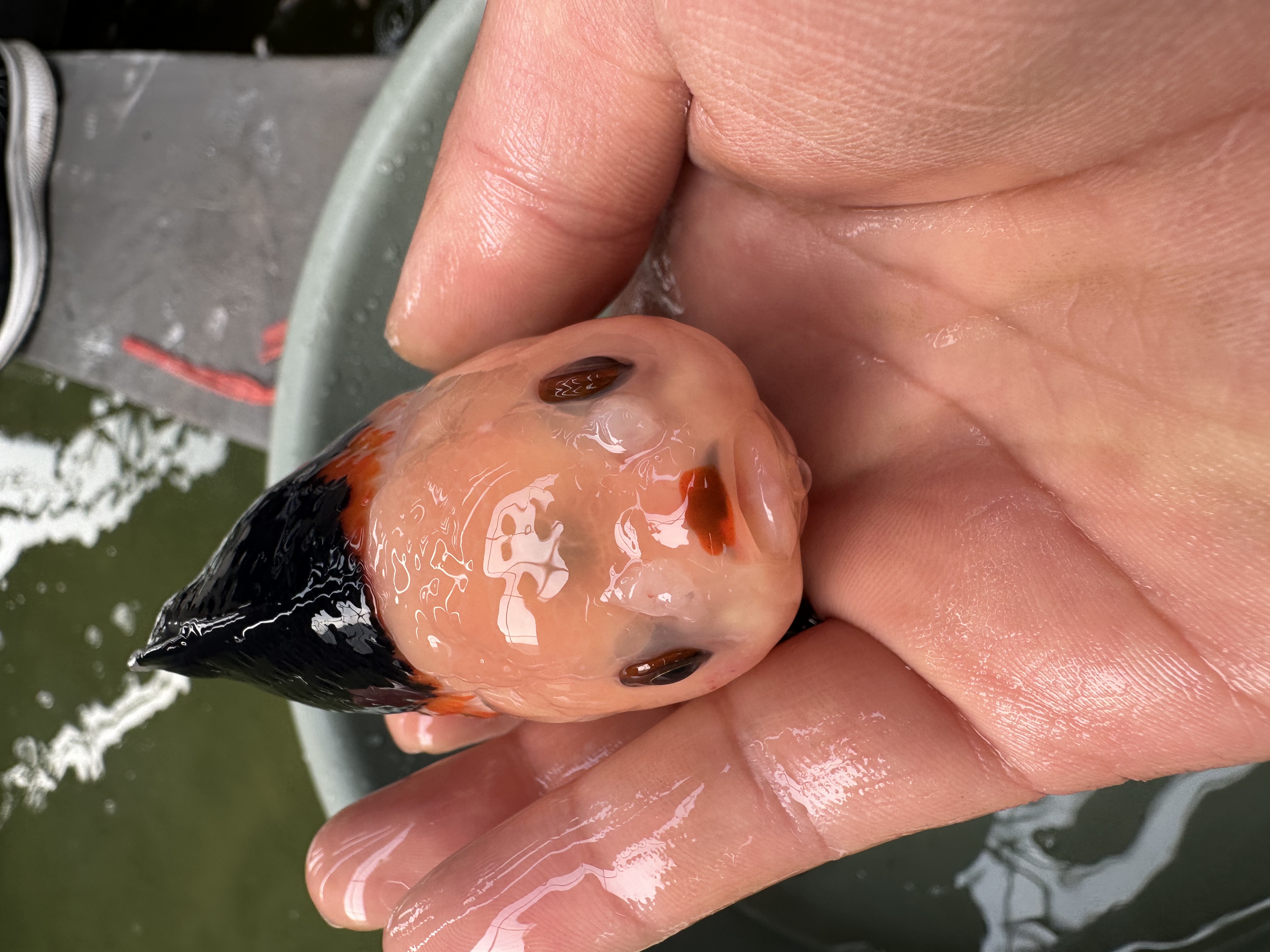 兰寿泰狮玛丽金鱼冷水观赏鱼好养耐活可爱好看精品鱼两条
