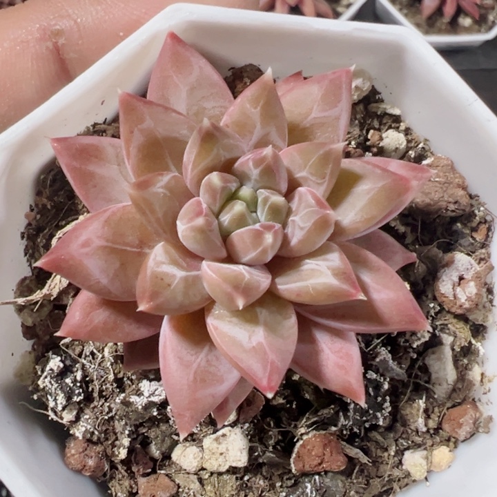 梵高精品多肉植物大战