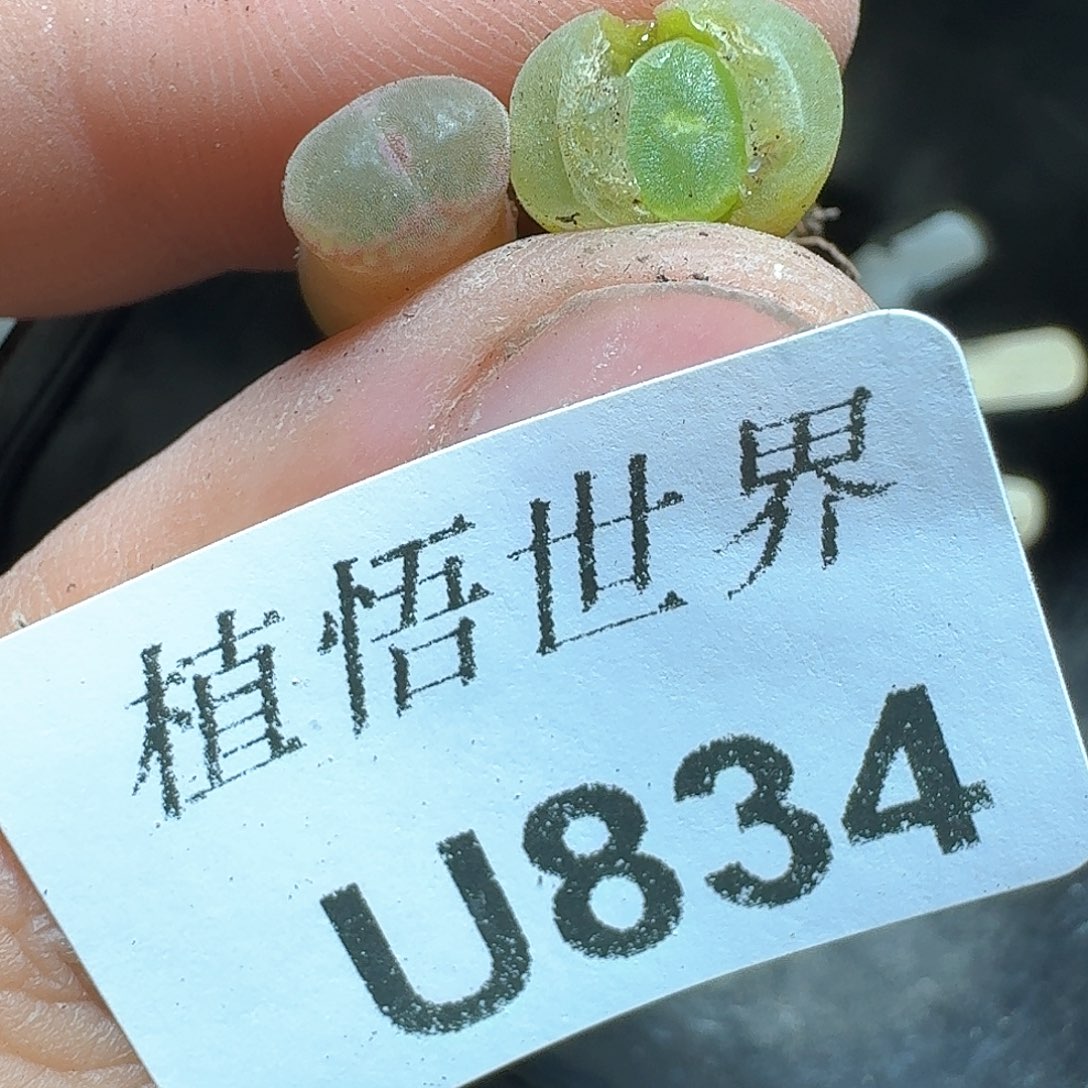 834盒多肉植物哇c c