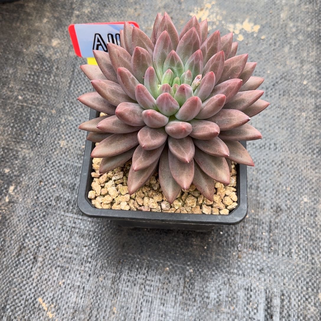 一物一拍水晶球A11