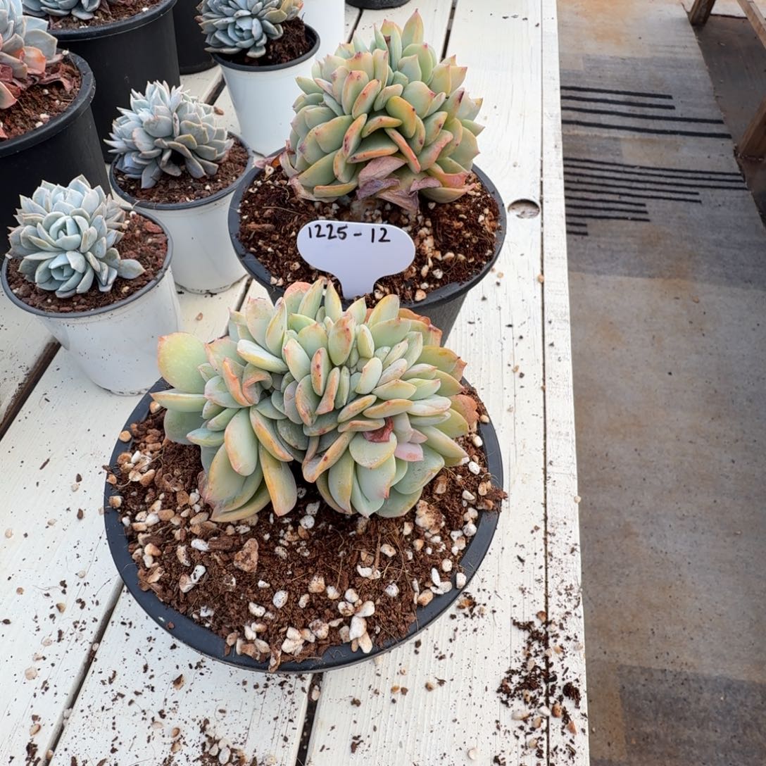 晚****1225-12白凤缀化中两颗