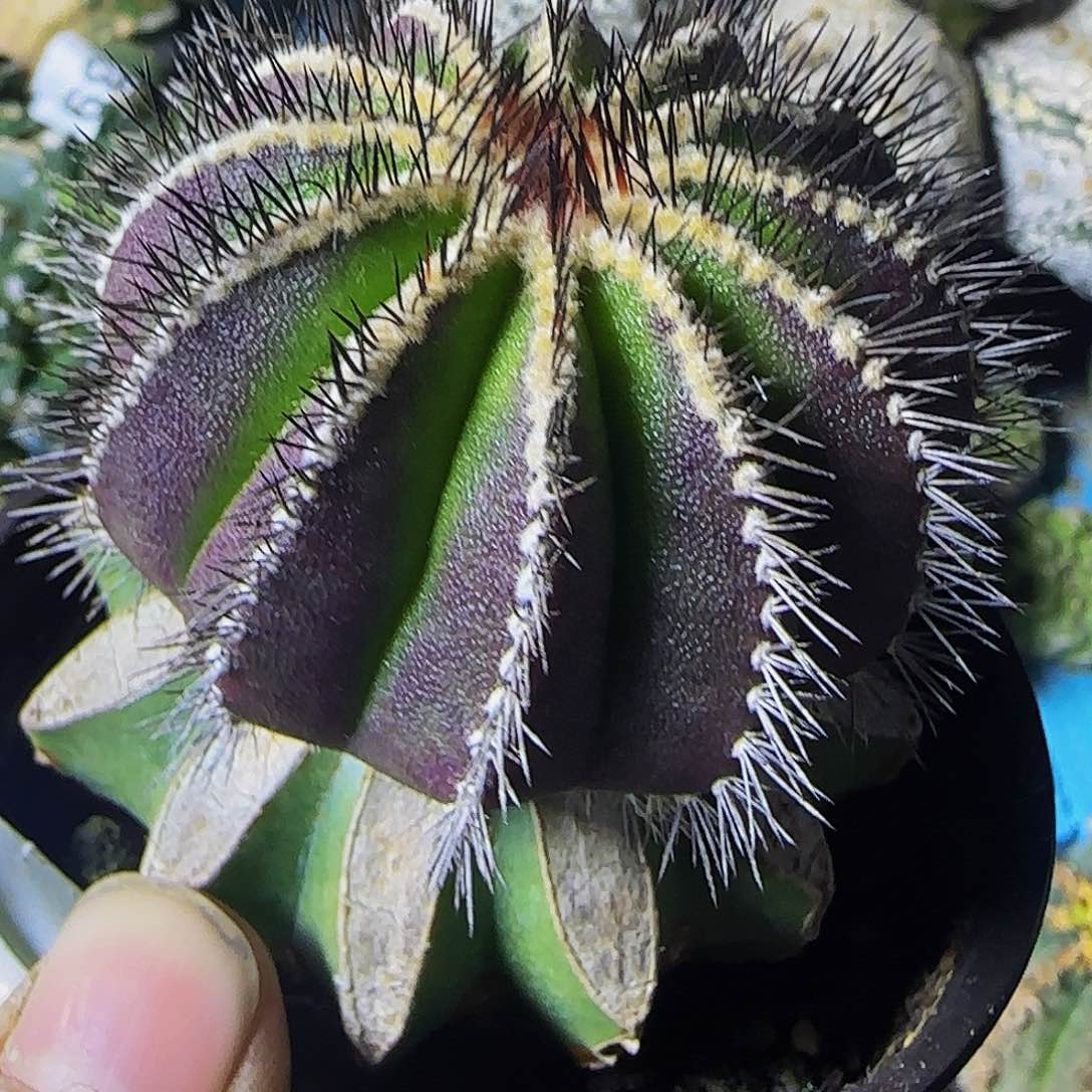 紫皮尤波766仙人球