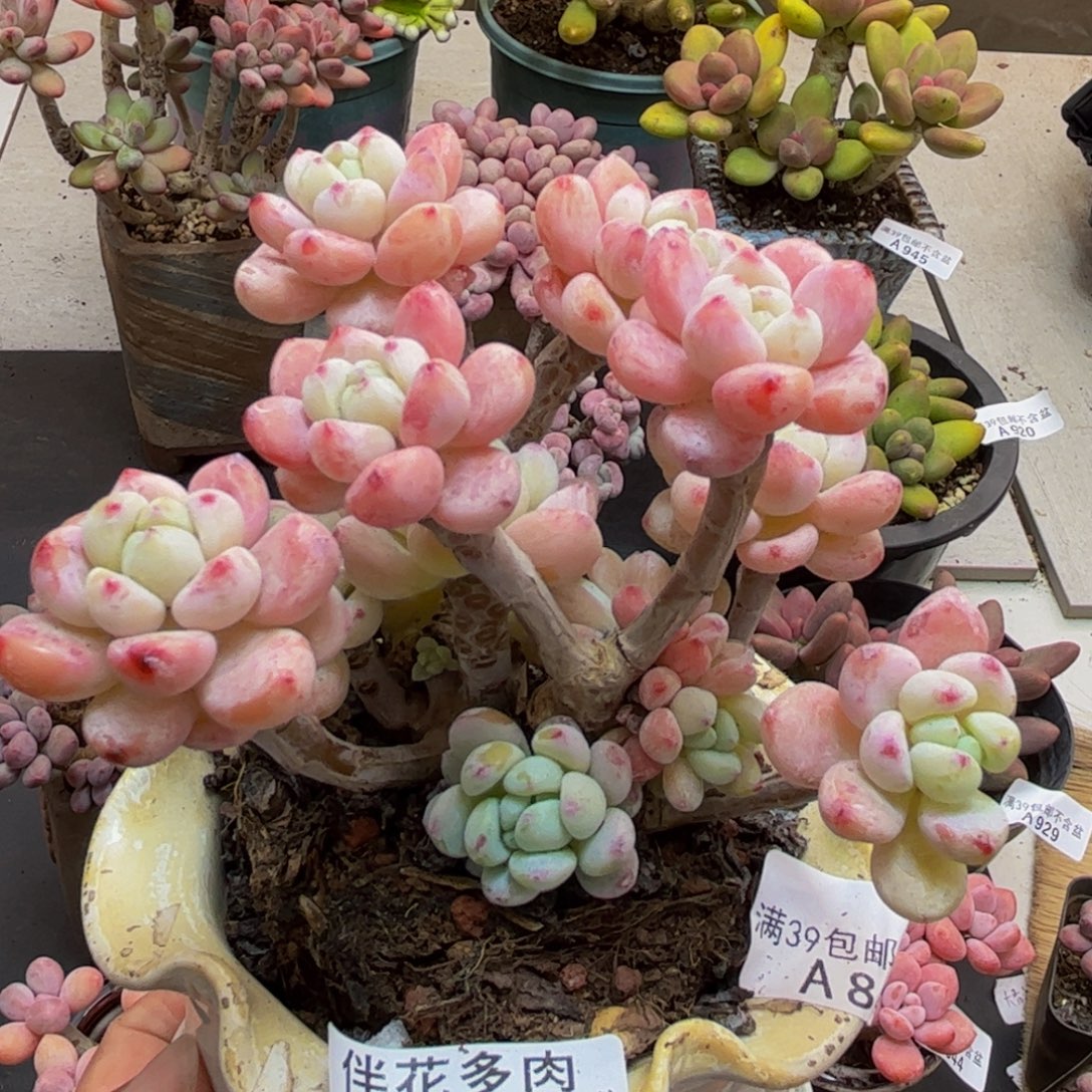 203白罗琦10cm多肉植物