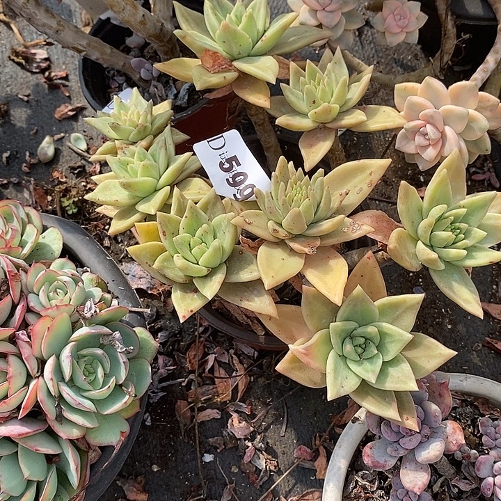 风****599黄金表里娜多肉植物