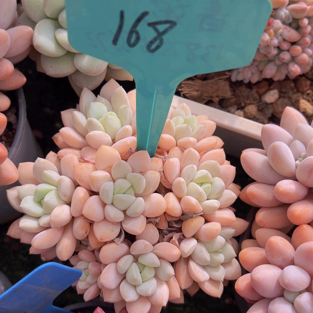 香玉的故事是一个人的故事吗我