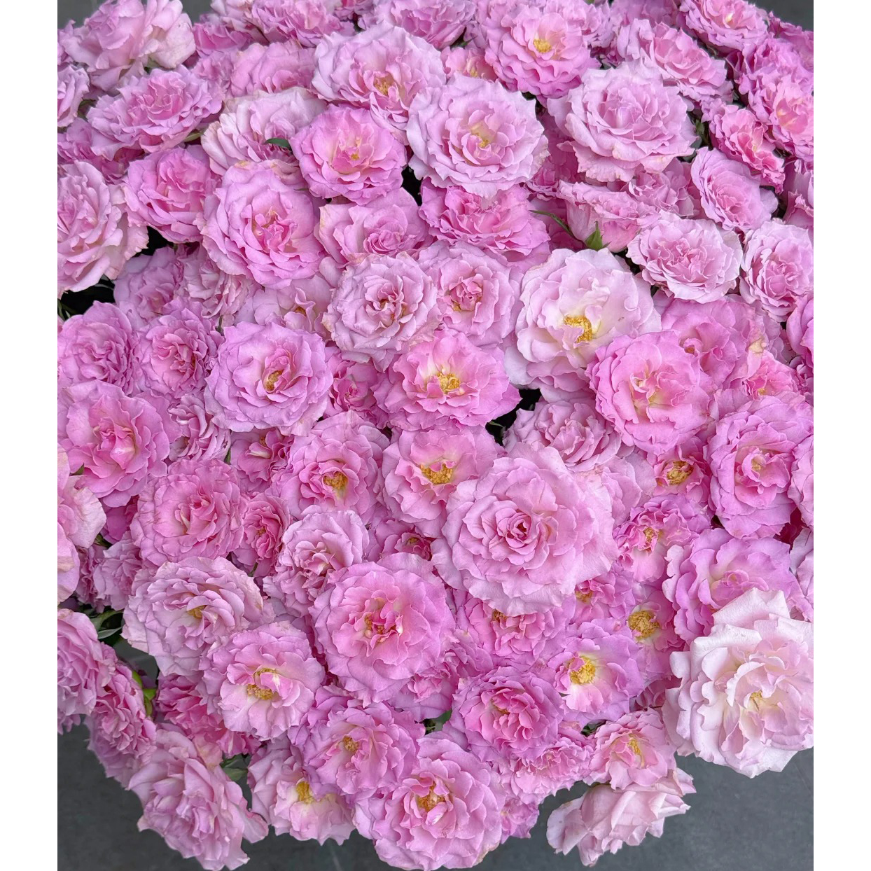 七叶花坊# 【云斗系列】鲜花优选 顺丰直发