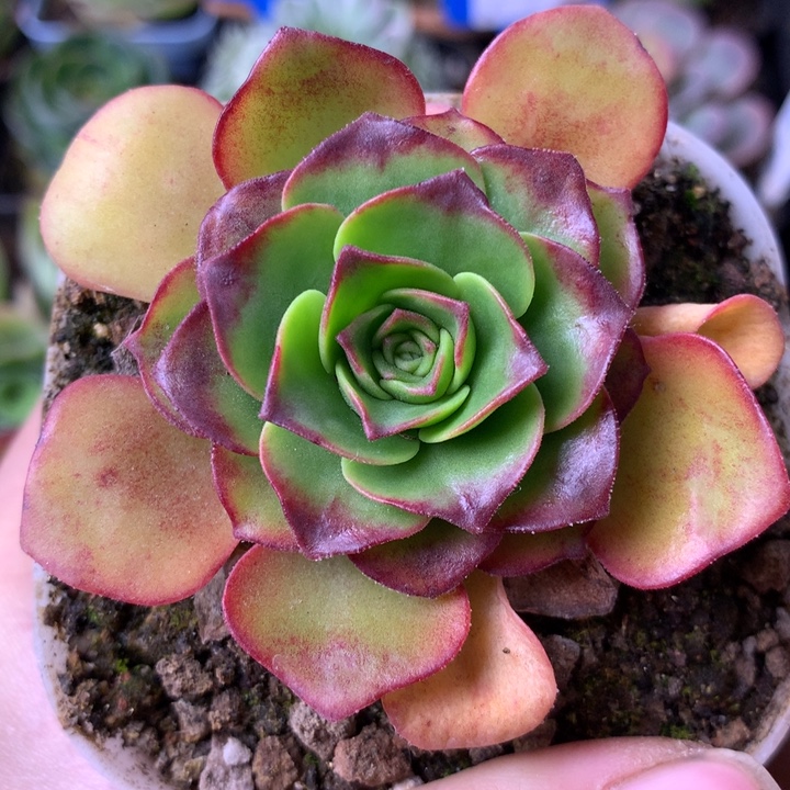 一物一拍星辰福利188