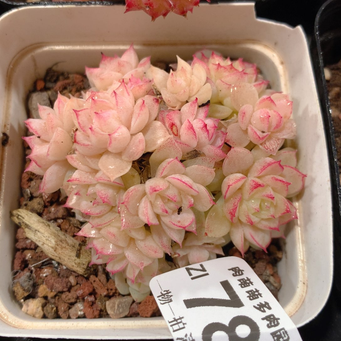 5CM拇指盆精控多肉ZI788