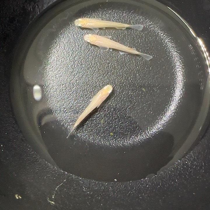 青鳉鱼观背青鱂78