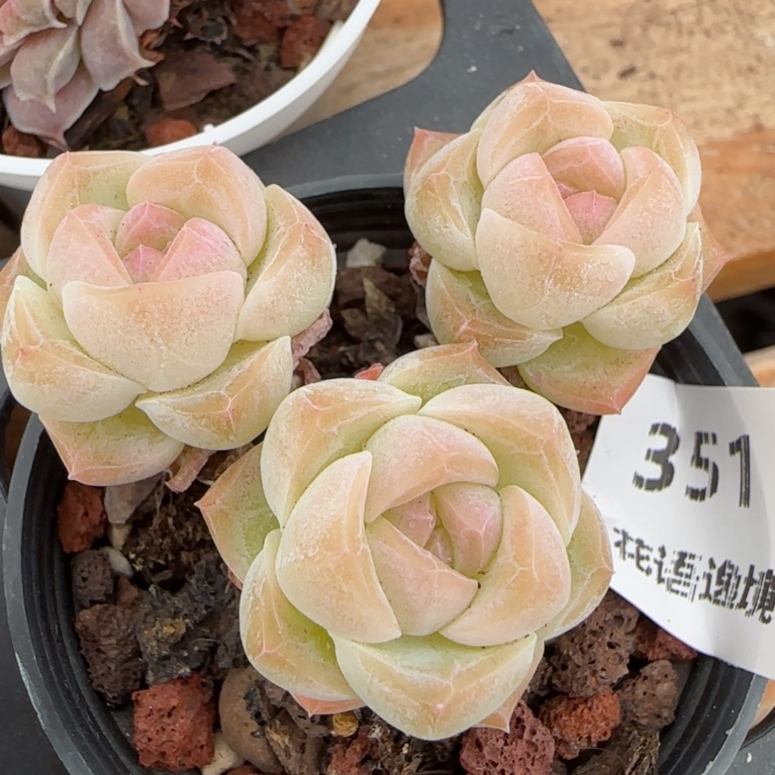 花语逸镜0204-351