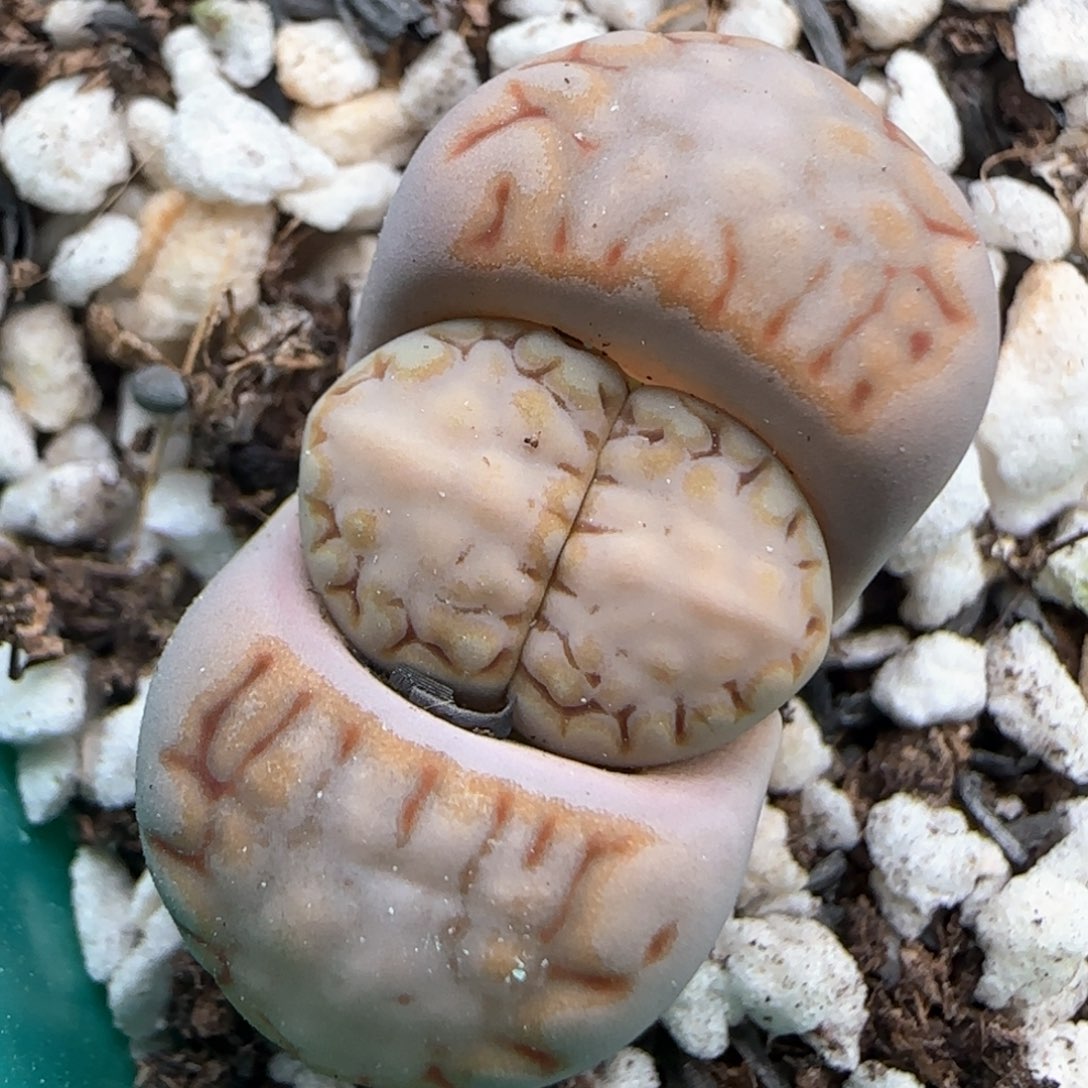 2。26。7005。c 215。饼干。 