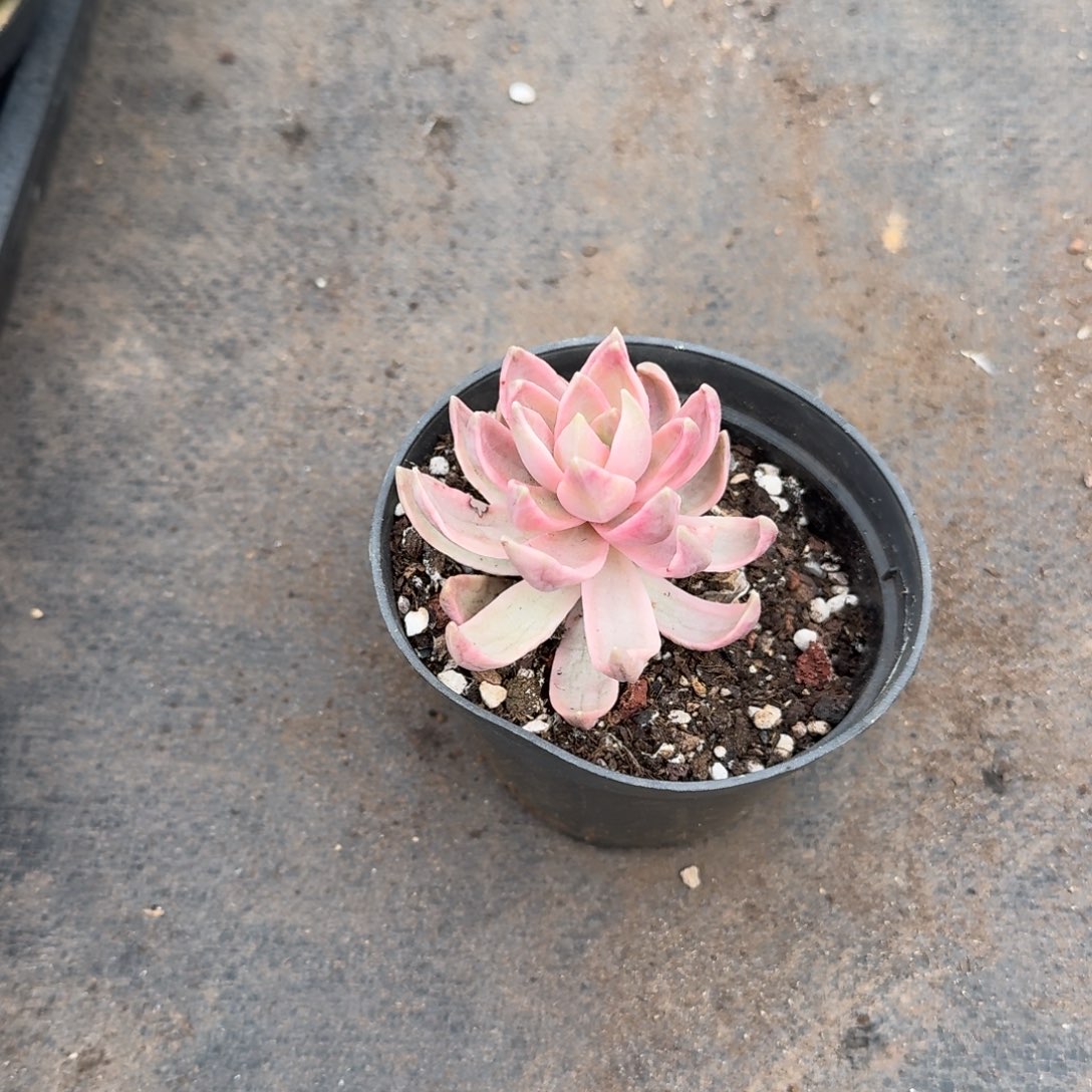 布丁锦头一颗量拍