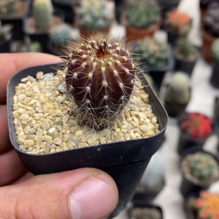 实生紫皮尤博球特价福利