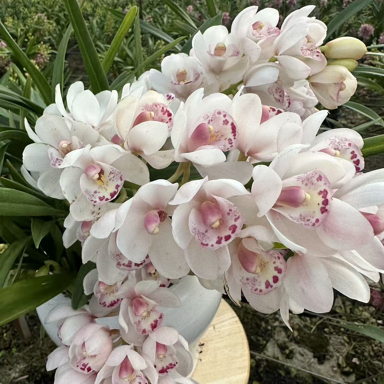 【泡芙云】5枝花剑起发 栽种好带花苞发货