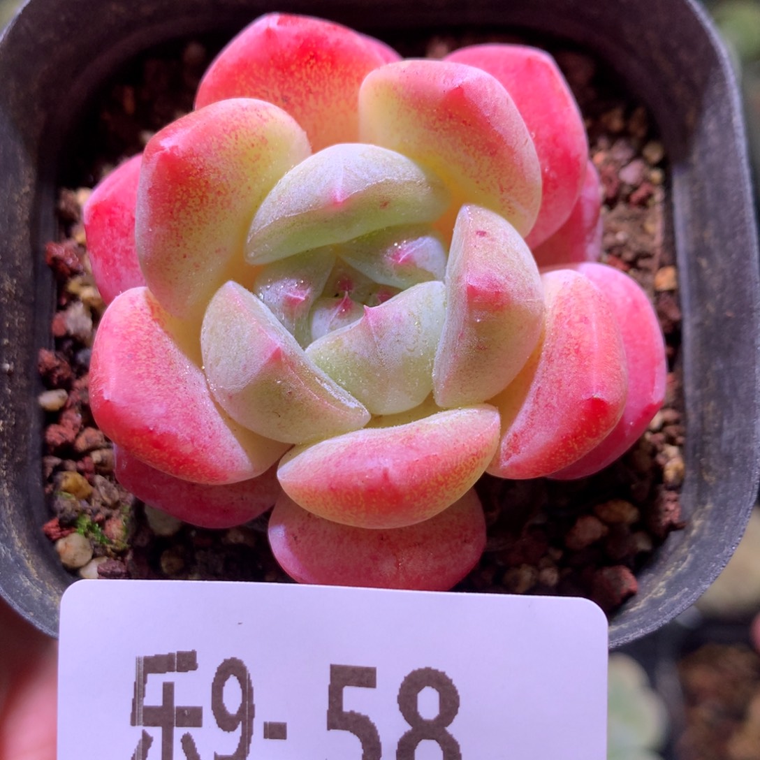 乐然 9-58 冰糖单头 