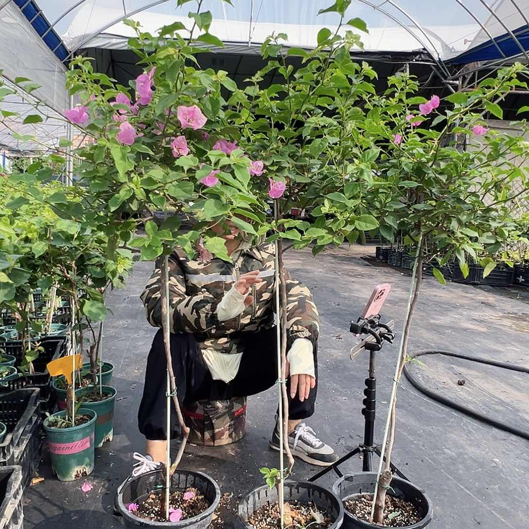 大部分开放少量花苞粉可爱棒棒糖一颗，黑盆