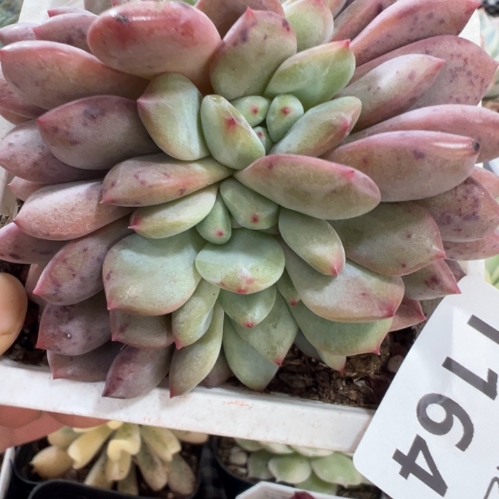 爱丽儿缀朵朵缀1164