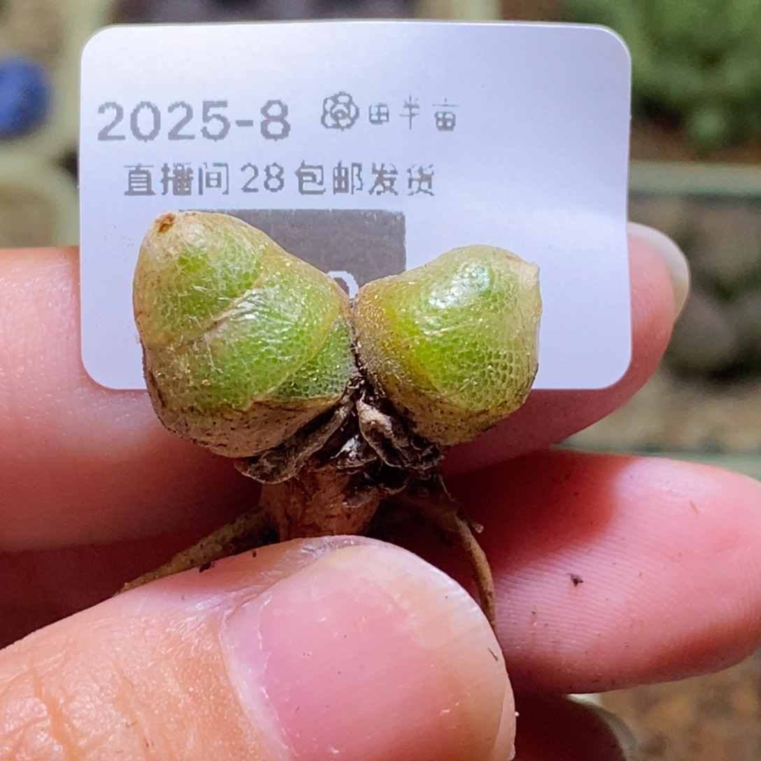 丁***加好看好看好看手套240