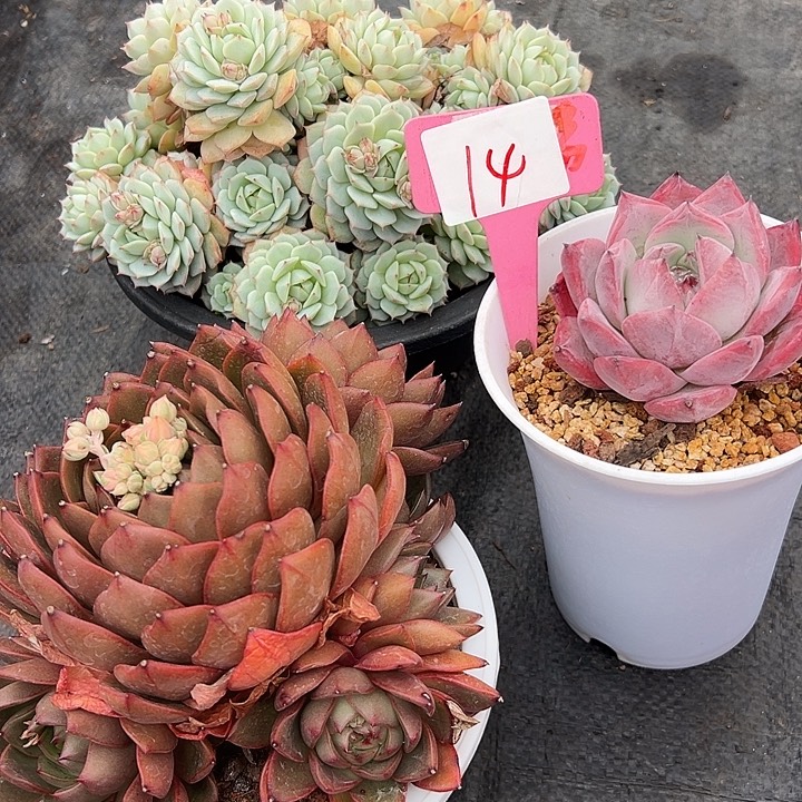 14一筐多肉脱土多肉