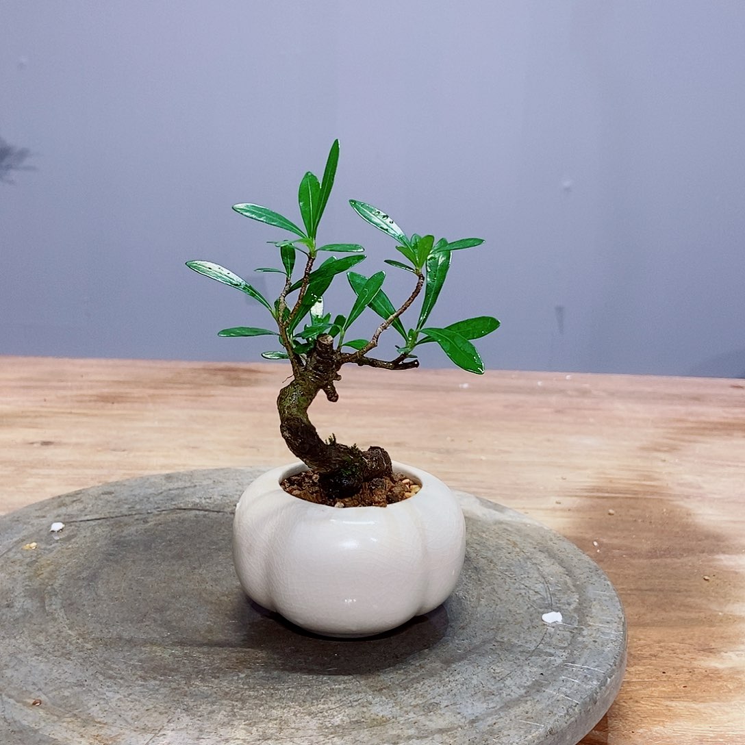 无花朵童*感谢您的支持和配合