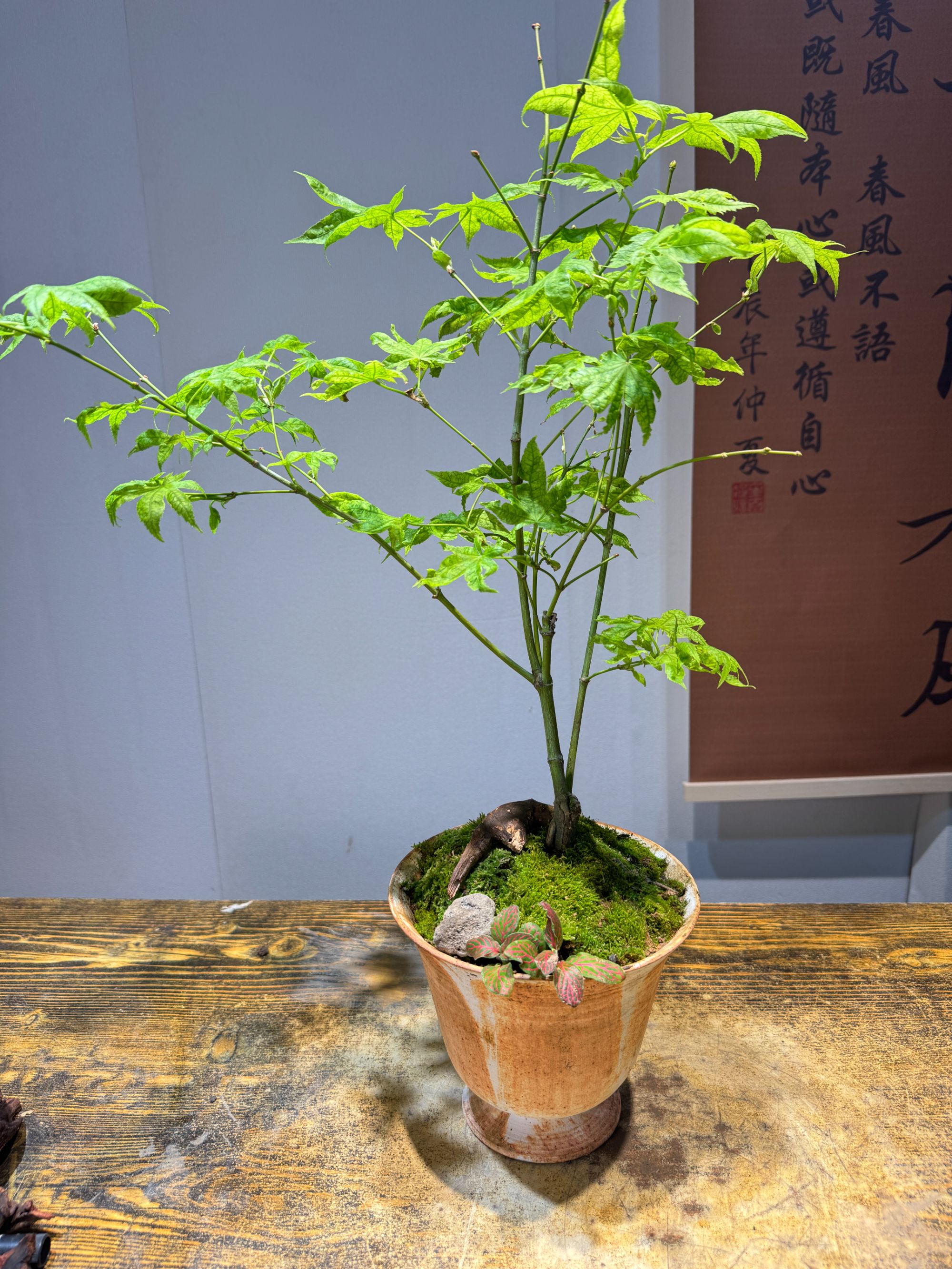 流泉枫中式禅意造型盆栽室内好养易活高档盆景