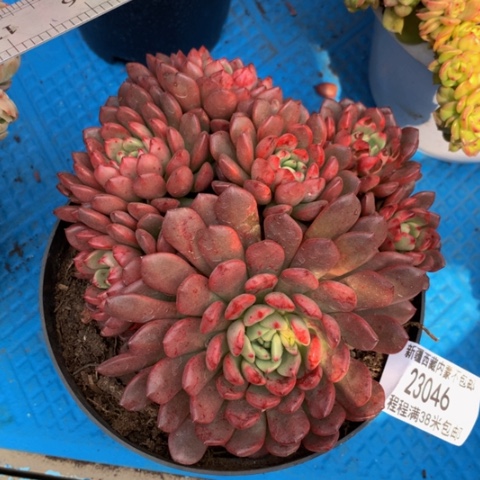 往**缘红宝石23046多肉