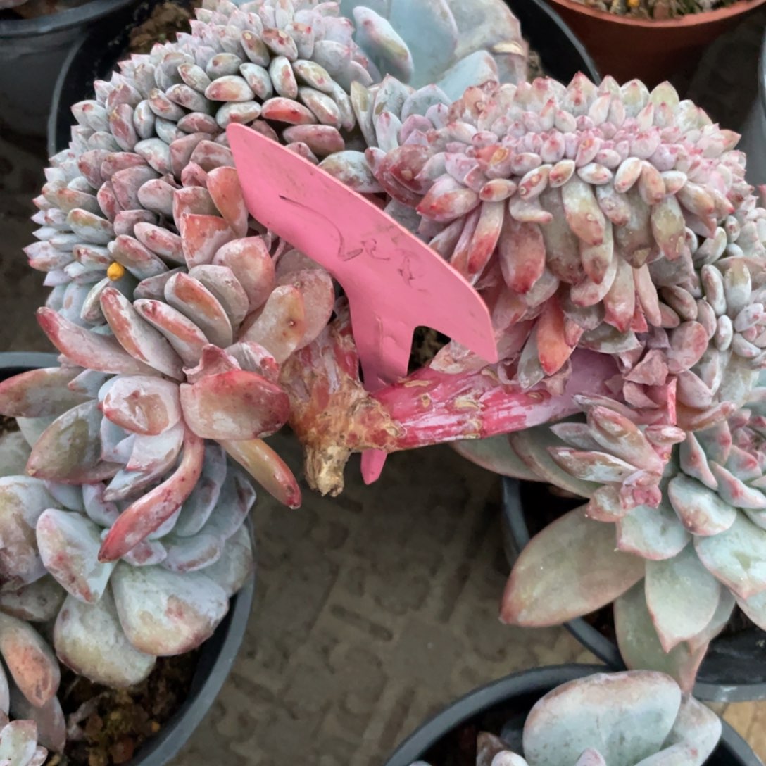208号星影缀化多头