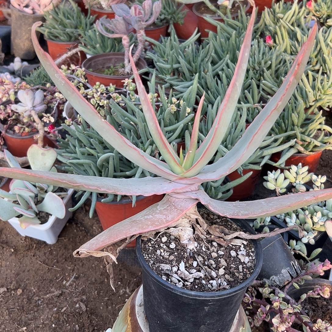 多肉植物银芳锦单头