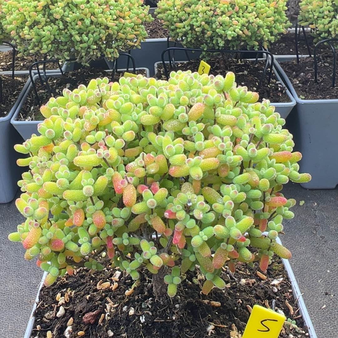 金桔糖球5号12cm盆