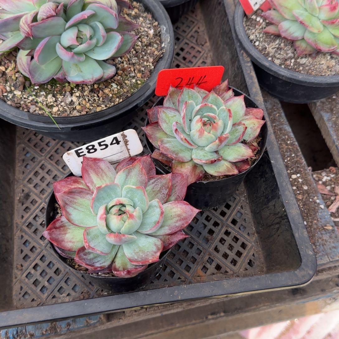 神***奇2个惊鸿一物一拍包装收缩花旱