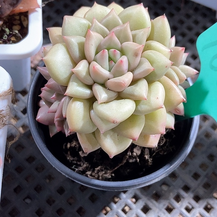 多肉植物象牙群1602