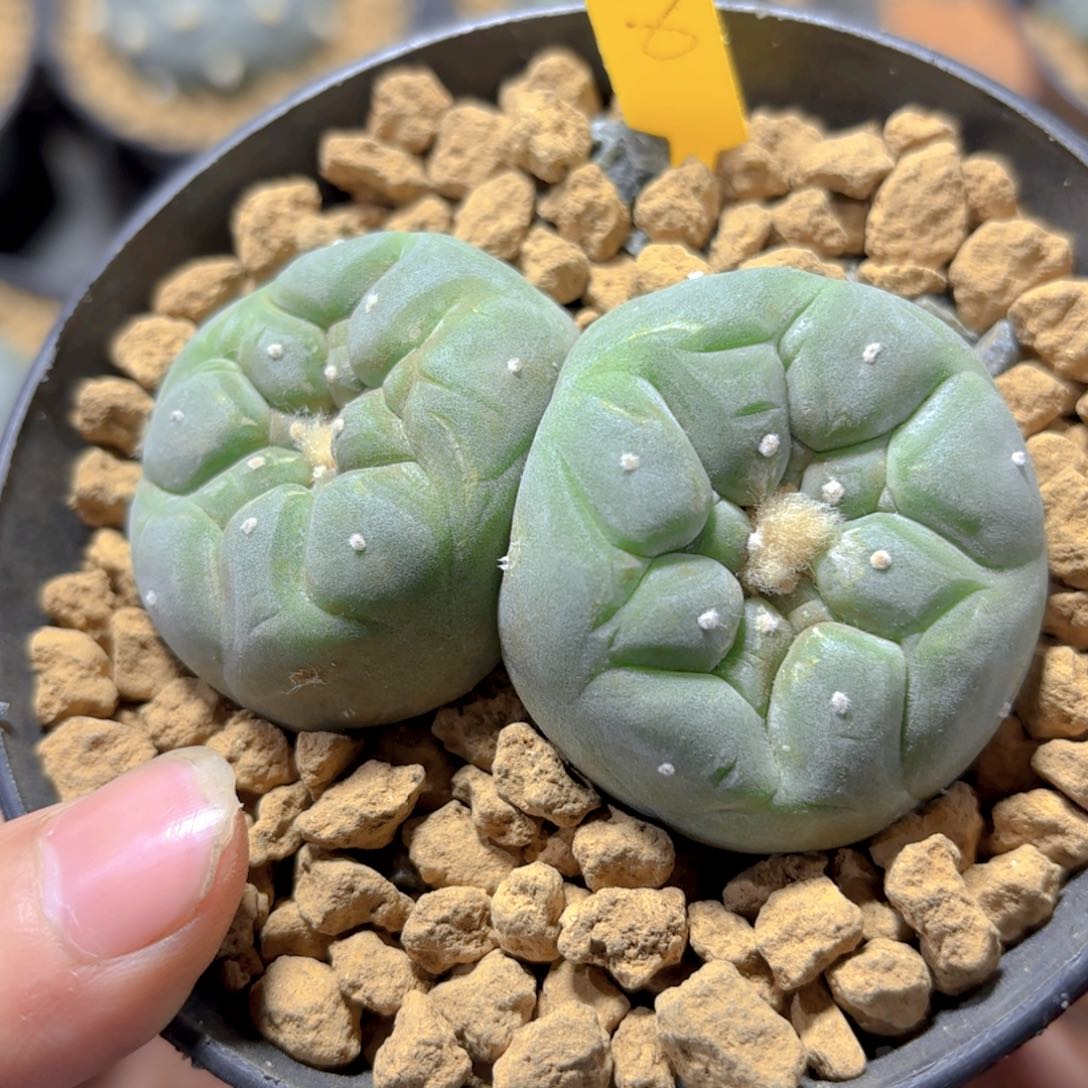 G221G g g g g g g