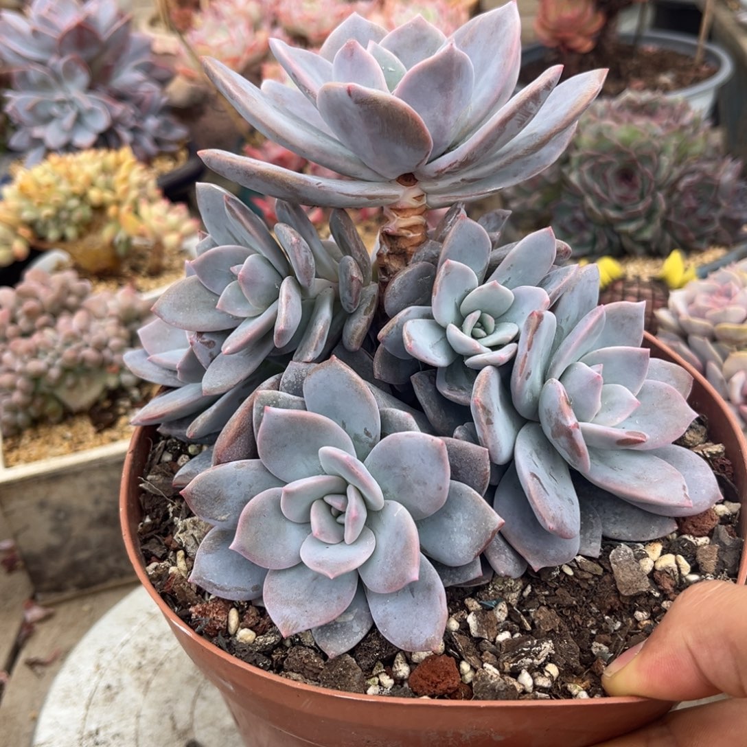 红茶多肉植物rucihbkm