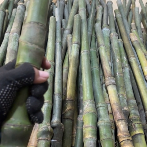 王***银实心竹竹竹竹竹竹竹竹竹竹竹