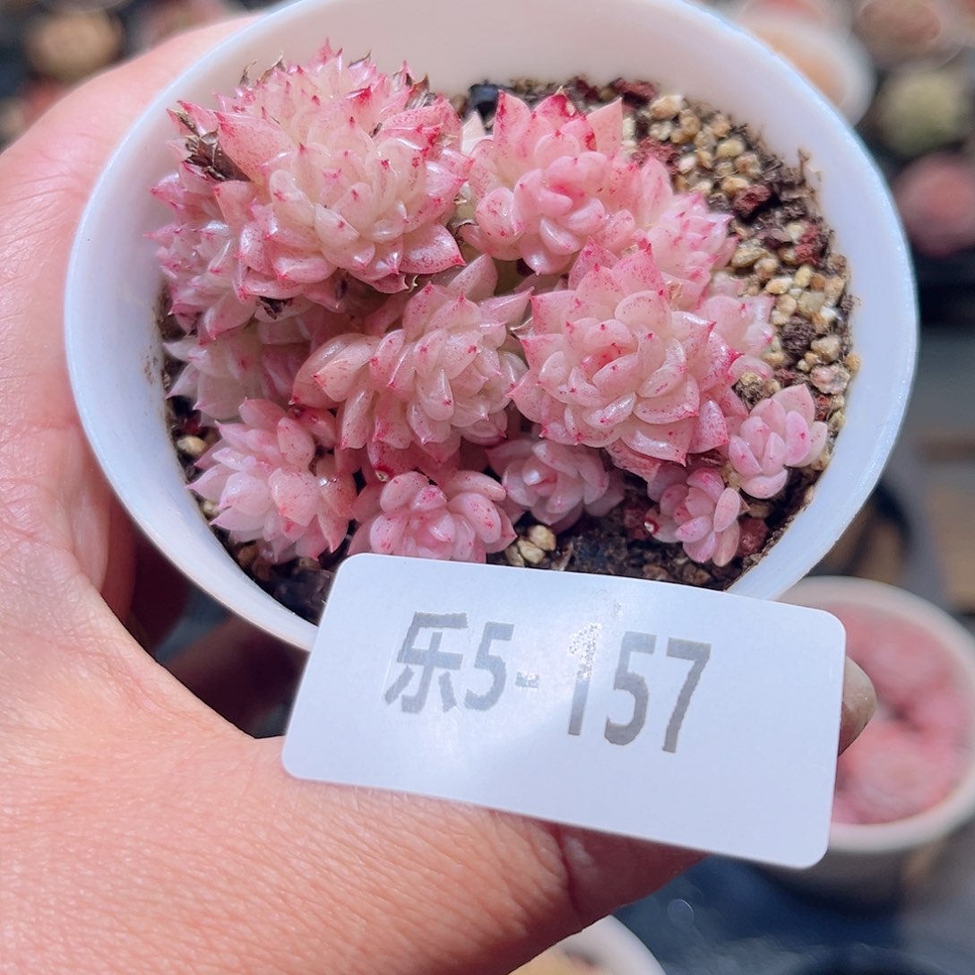 乐5-157 麦秆不包整