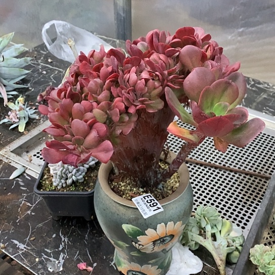 大唐玫瑰缀化591 退款拉黑需要延迟发货