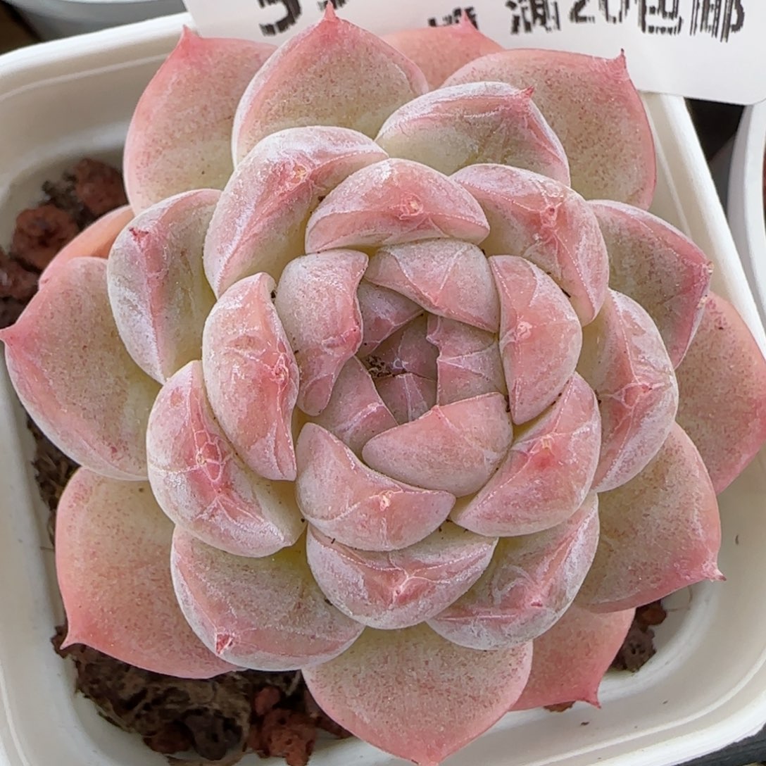 花语逸境0222-350