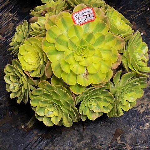 雨荷轮回老桩捧花852号