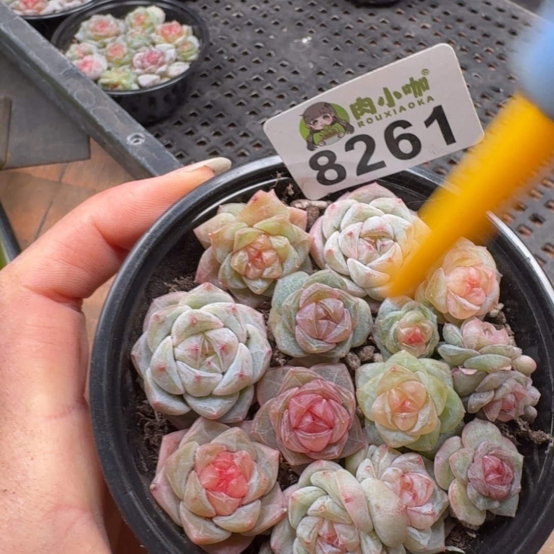 多肉植物多肉植物