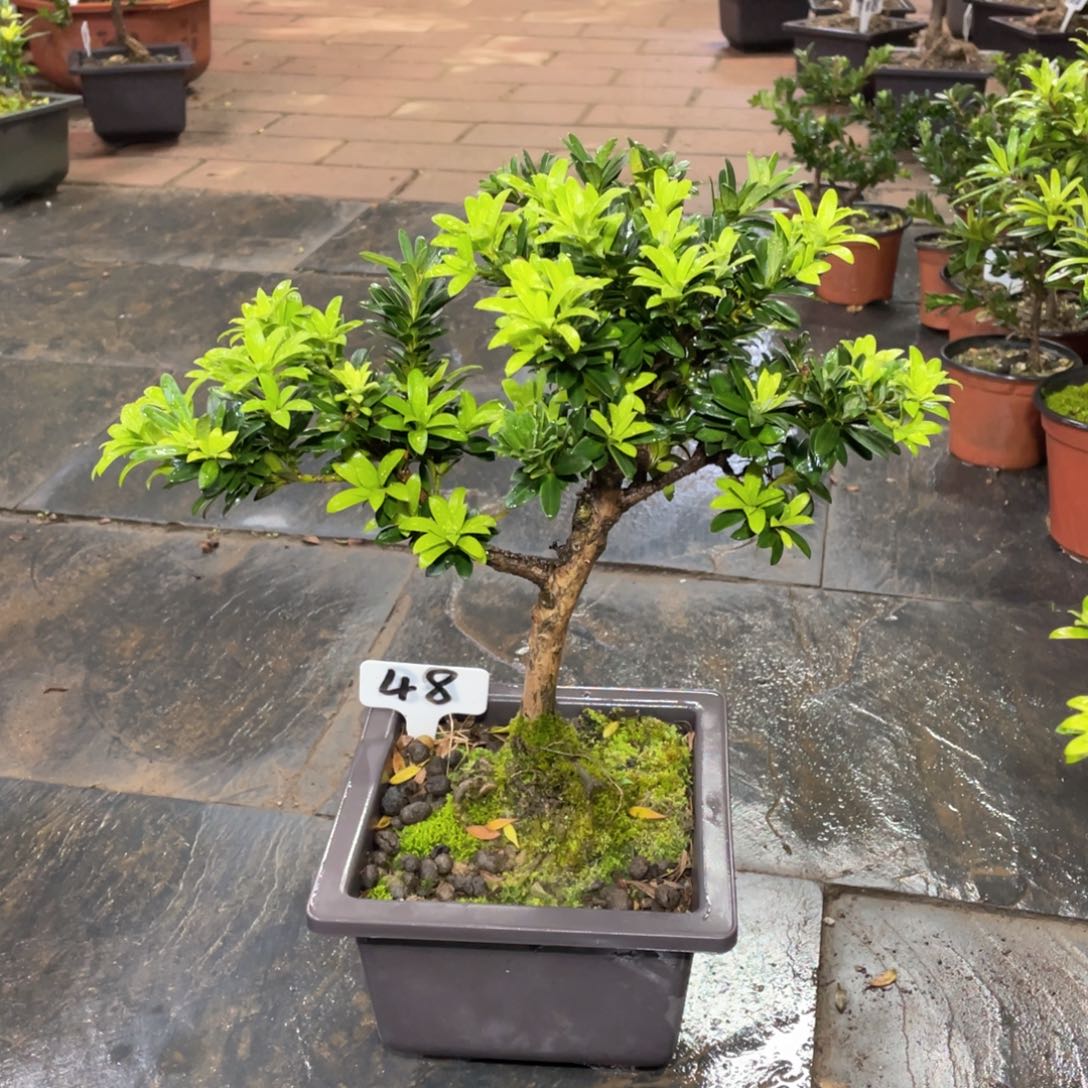 9***7以实际为准罗汉松48