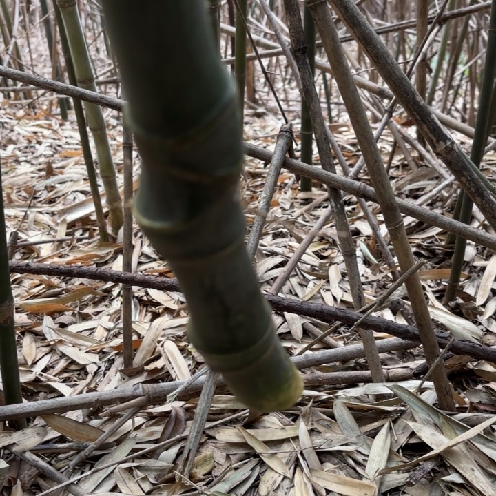 牛***坤实心竹竹竹竹竹竹竹竹竹