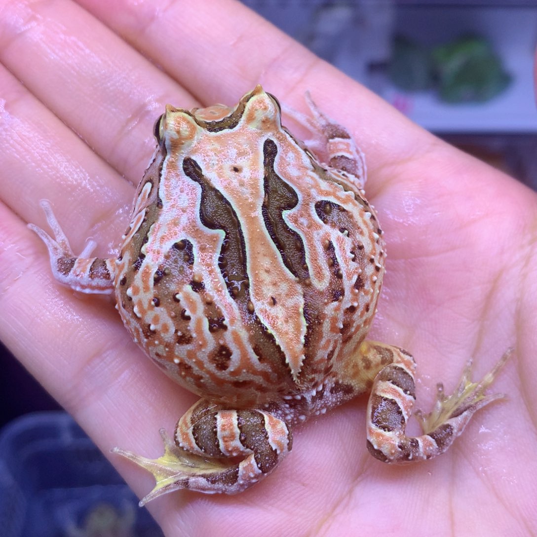 角蛙闪购角蛙专拍链接