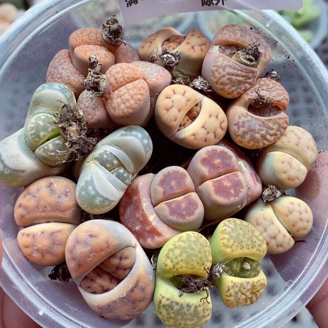 我的小姐姐们都是我066