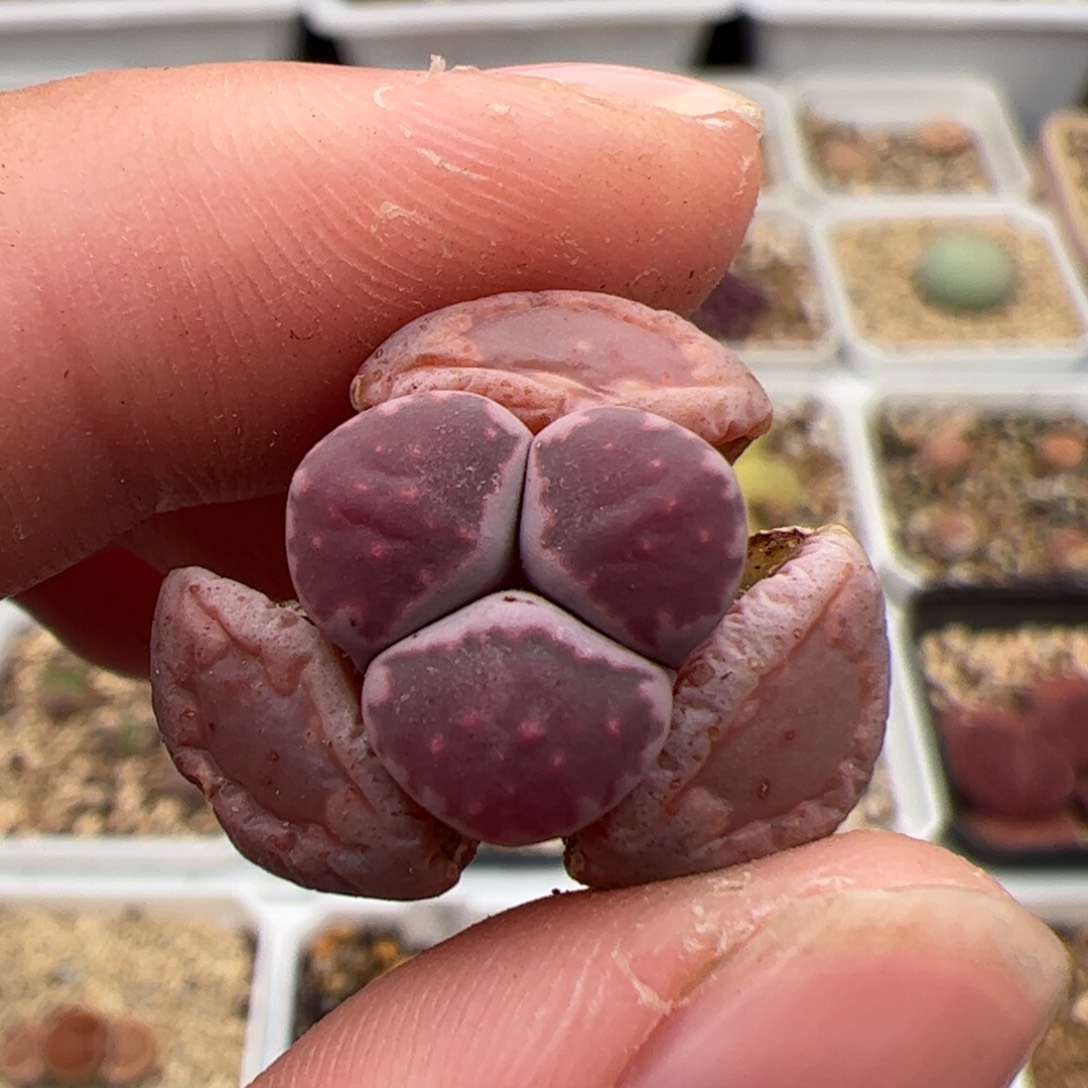 0693号奔 多肉植物