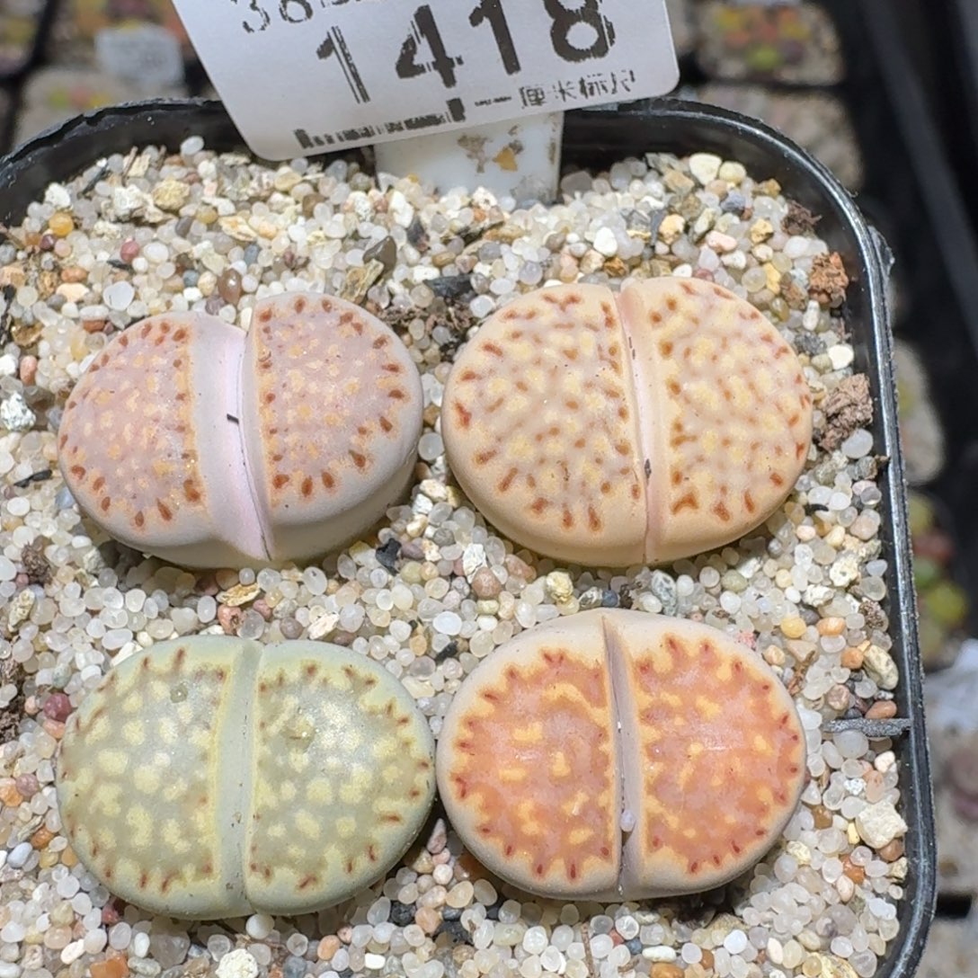 zzz精品也福利1418