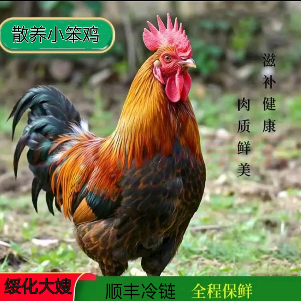 （一黑一黄）两只大冠公鸡+一斤鸡胗，总重量10斤左右