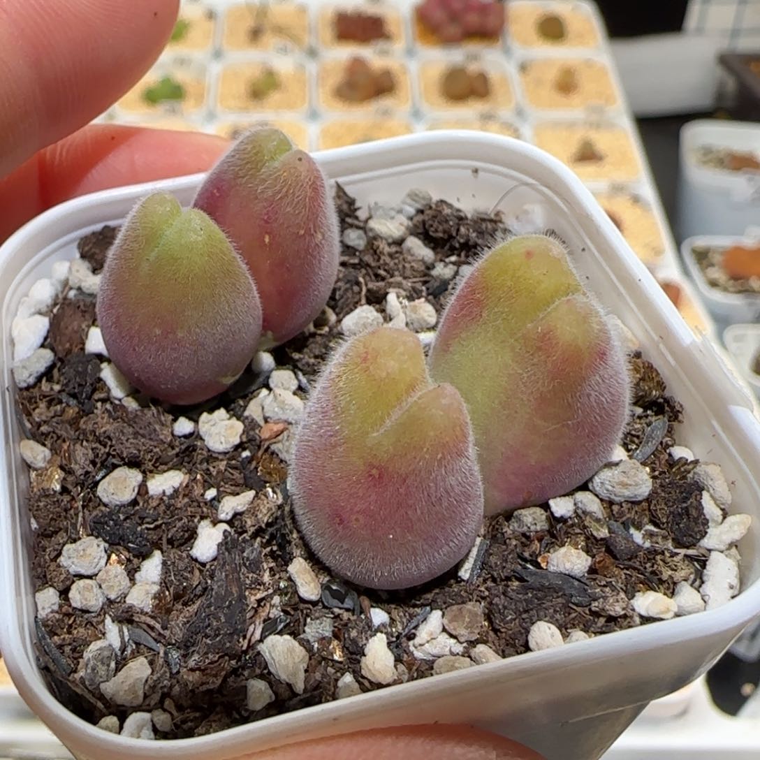 肉锥多肉植物百科-长毛翠滴869