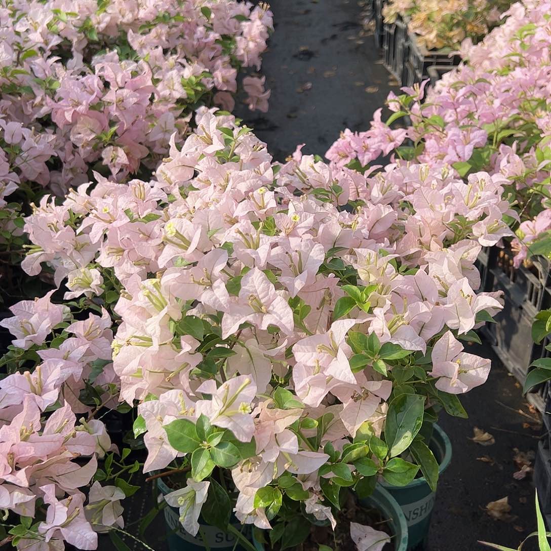 大部分花苞少量开放苹果花掌中宝一棵