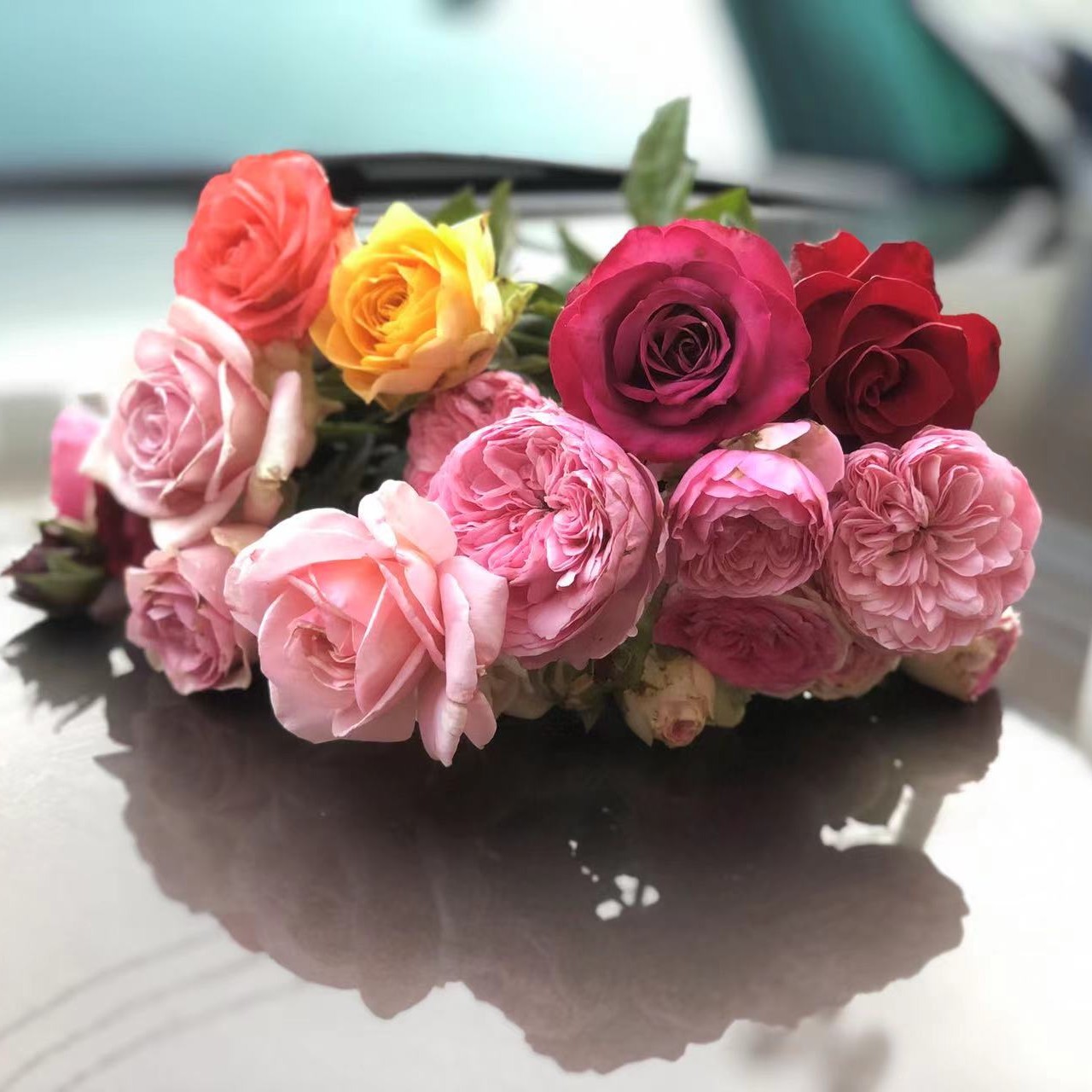 月季玫瑰苗直播专用